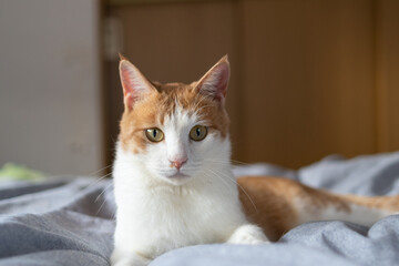 見つめる猫　茶トラ白