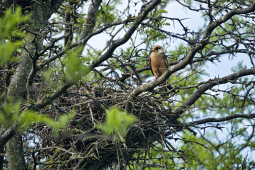 Red-footed falcon (Falco vespertinus) nesting in a colony of rooks. The falcon expels the rook and...