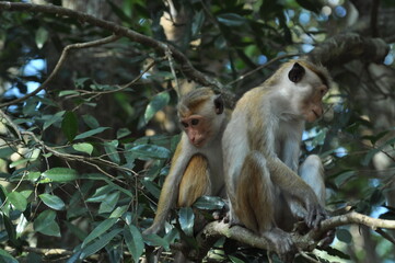 mother and baby monkey