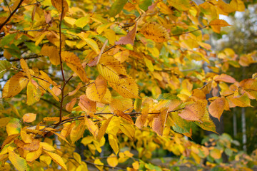 Bright yellow autumn foliage on a blurred background.