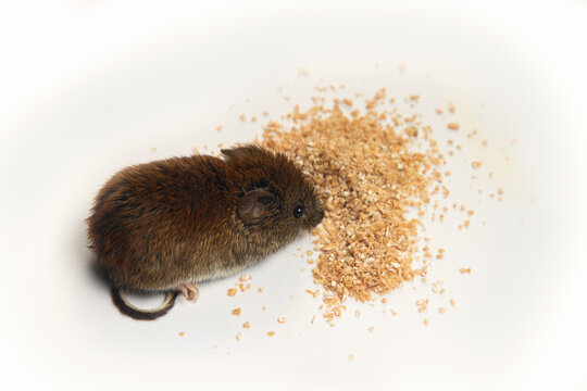 Voles Are Notorious Pests Of Agriculture And Households. Rodents Damage Grains, Vegetables And Fruits On A Massive Scale. Large-toothed Redback Vole Gnaws Wheat Groats On Grey Background