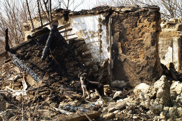 Abandoned dog in front of a destroyed house