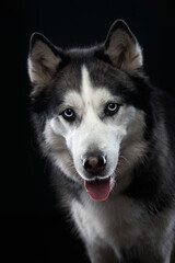 funny Siberian Husky on a black background. Beautiful dog in the studio