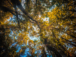 Point of view of forest jungle