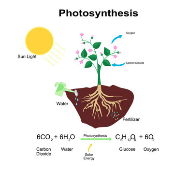 eco tree Photosynthesis biological lesson of growth plant