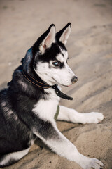 Cute siberian husky puppy dog play with toy outdoors on a beach at sunny summer weather