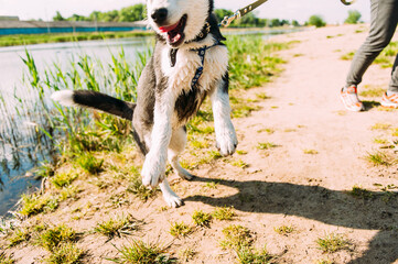 Cute siberian husky puppy dog play outdoors at sunny summer weather