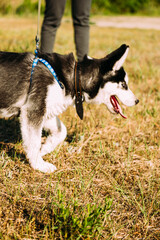 Cute siberian husky puppy dog play outdoors at sunny summer weather