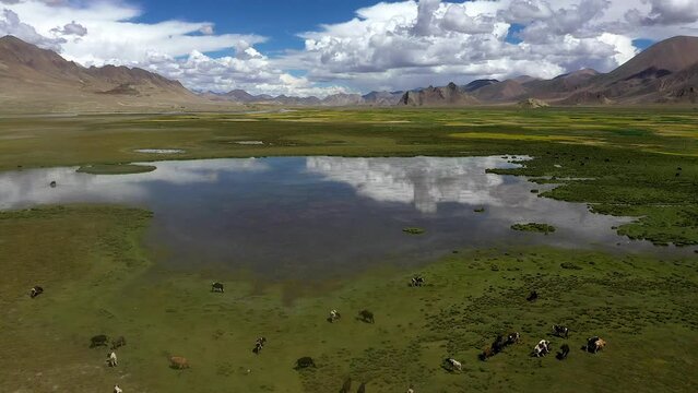 Yaks graze in the Himalayan mountains of Tibet