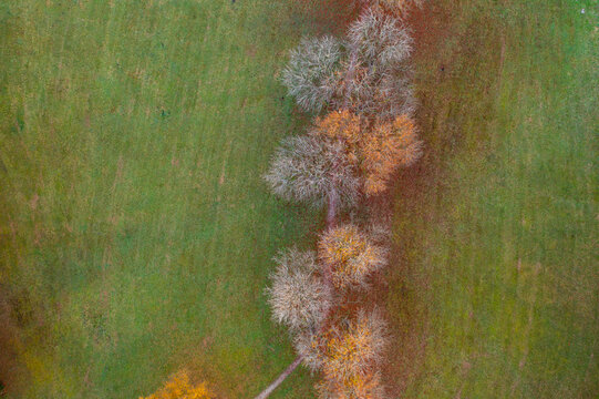 Germany, Bavaria, Aerial view of autumn windbreak