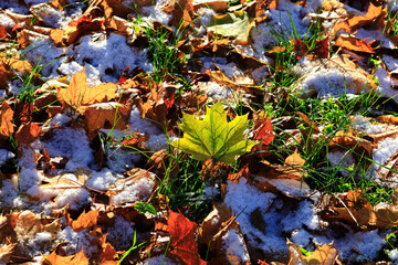 Fallen leaves covered in first snow