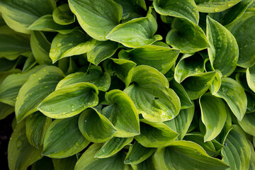 Naklejka premium Leaves