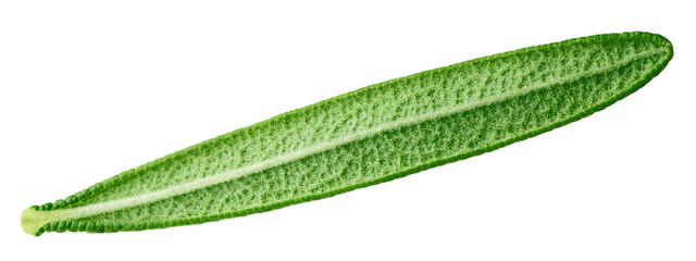 Rosemary isolated on white background, clipping path, full depth of field