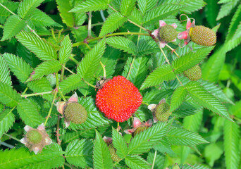 Berry of raspberry