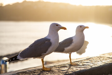 seagulls against colorful town