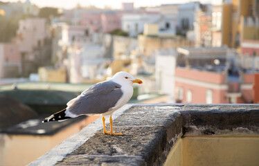 seagulls against colorful town