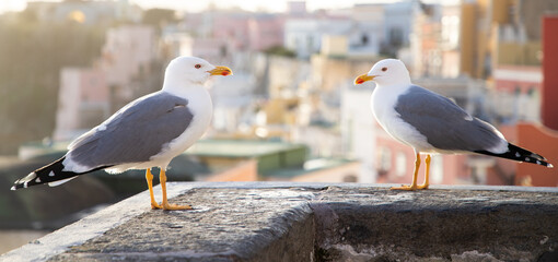 seagulls against colorful town