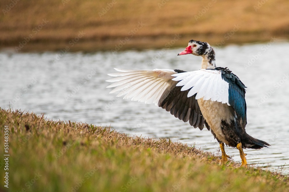 Poster Muscovy duck landing at the shore of a lake