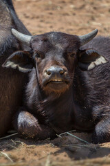 Baby water buffalo resting in the wild