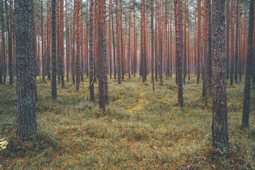 Obraz premium autumn forest in the morning