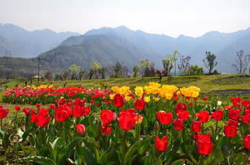 Tulip Garden