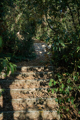 Obraz premium Details of the steps of a stone staircase in the middle of a forest surrounded by lots of vegetation