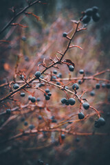 autumn beriies on a branch