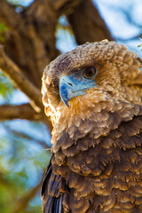 Juvenile Bateleur eagle on a branch overlooking the waterhole in the Kgalagadi, South Africa