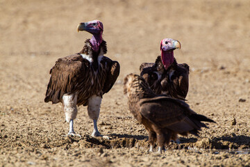 Lappet Faced Vultures waiting at a Waterhole in the Kalahari