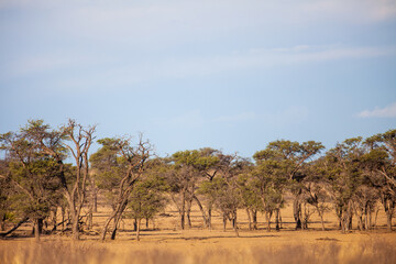 Naklejka na ściany i meble Kgalagadi Transfrontier Park landscapes in Southern Africa