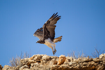 Martial Eagle on the rocks of the  Kalahari desert searching for prey, South Africa