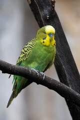 Natural colored budgie on a branch