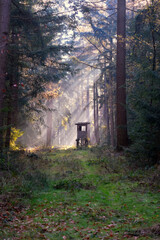 Wald im Nebel mit Ansitz