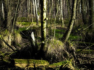 torfowisko drzewa widoki karajobraz wycieczka po lesie 