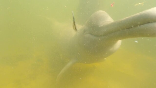 River dolphin swimming in a Amazon river in Brazil