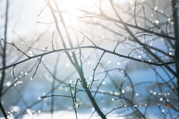 Sun shining through trees