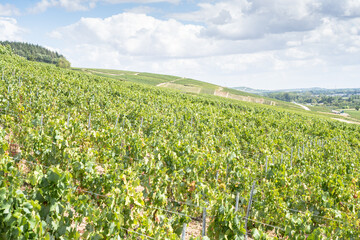 Fototapeta na wymiar Champagne vineyards, France