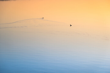 Duck swimming on the lake