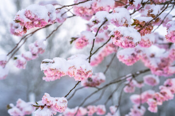 Fototapeta na wymiar Cherry blossom (sakura) in snow