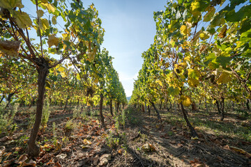 Vineyard in Alsace, France