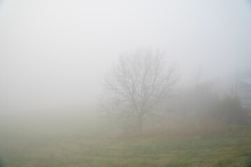 Obraz na płótnie Canvas the fog. fog in a dark forest.