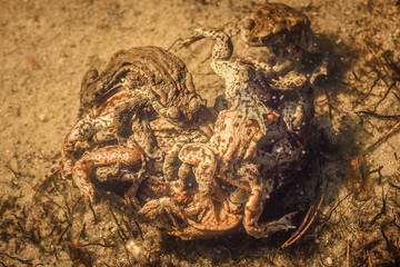 massive amplexus