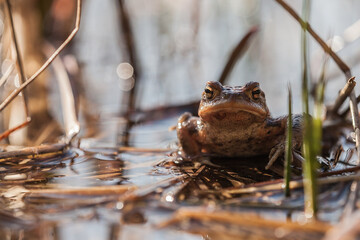 frog in the pond