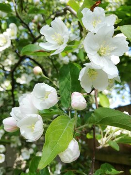 Crabapple tree full bloom