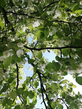 Crabapple tree full bloom