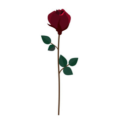 Beautiful Romance Red Single Rose on Transparent and Edit for design. red rose flower with leaves on white background vector illustration. 01