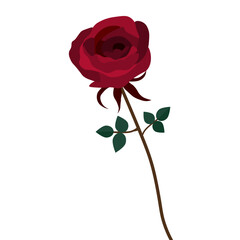 Beautiful Romance Red Single Rose on Transparent and Edit for design. red rose flower with leaves on white background vector illustration. 06