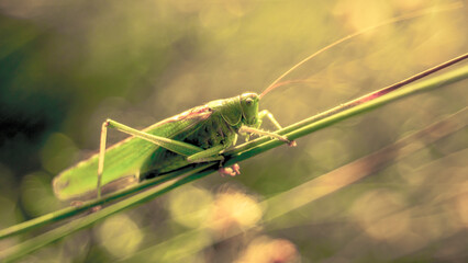 Tettigonia viridissima, the great green bush-cricket