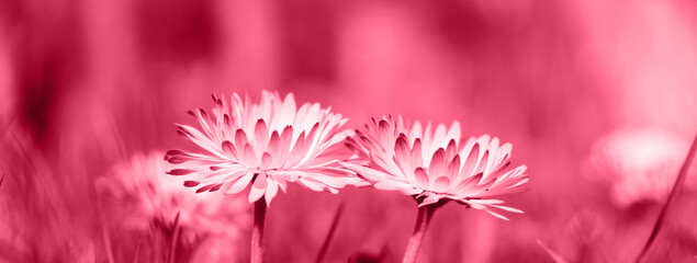 Panorama of two stems of daisies with flowers in monochrome color Viva Magenta. Daisy or bellis perennis on blurred background in trendy color 2023. Abstract design concept inspired by Pantone color © Anna Skliarenko