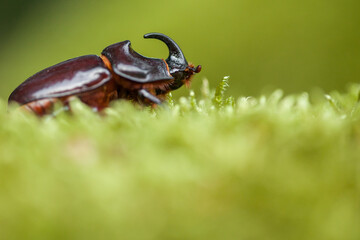 The European rhinoceros beetle (Oryctes nasicornis)